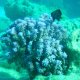 06- Corail bleu 